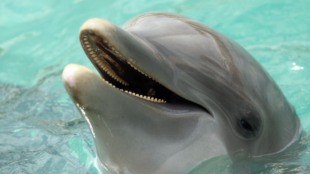 Un delfín cautivo atacó a una entrenadora del acuario en Miami
