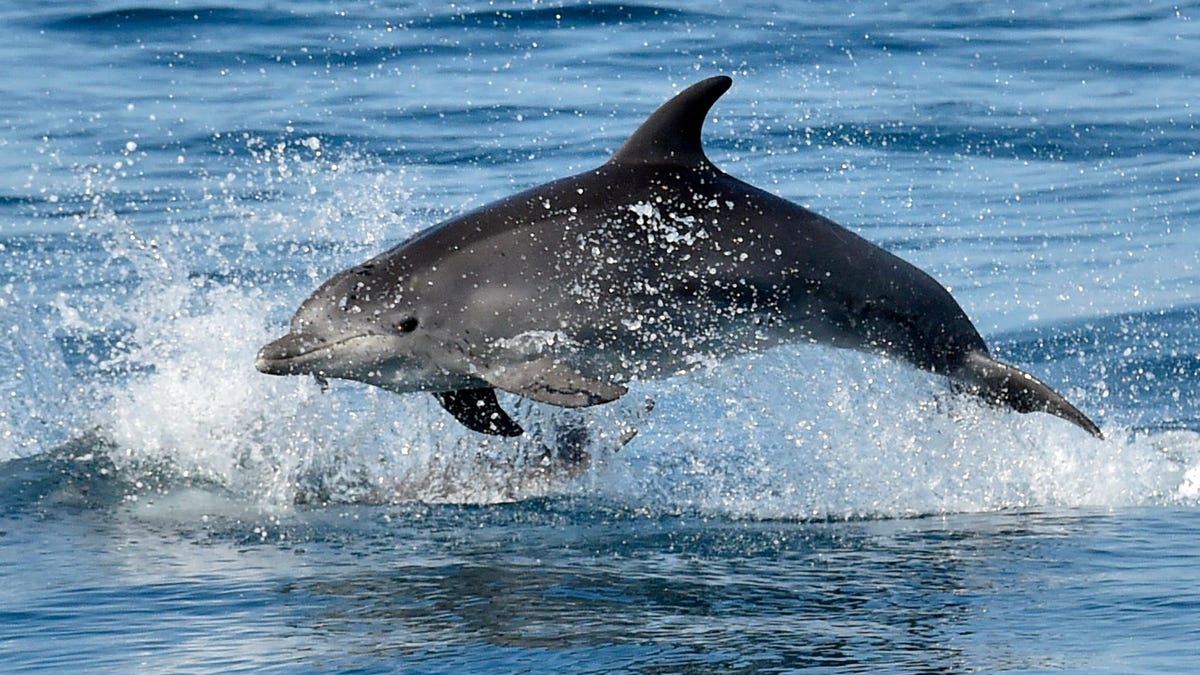 Rusia aparentemente usa delfines militares para proteger su base naval