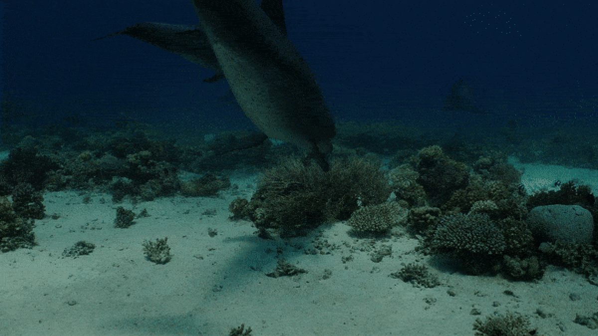 Descubren delfines ‘automedicándose’ con corales en el Mar Rojo
