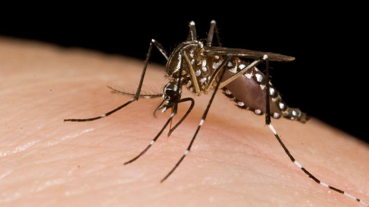 La ciencia revela cómo te localizan los mosquitos