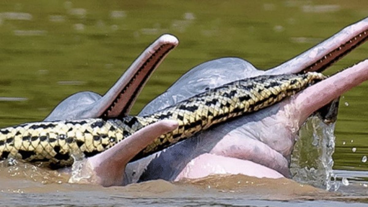 Capturan una imagen de delfines “jugando” con una anaconda
