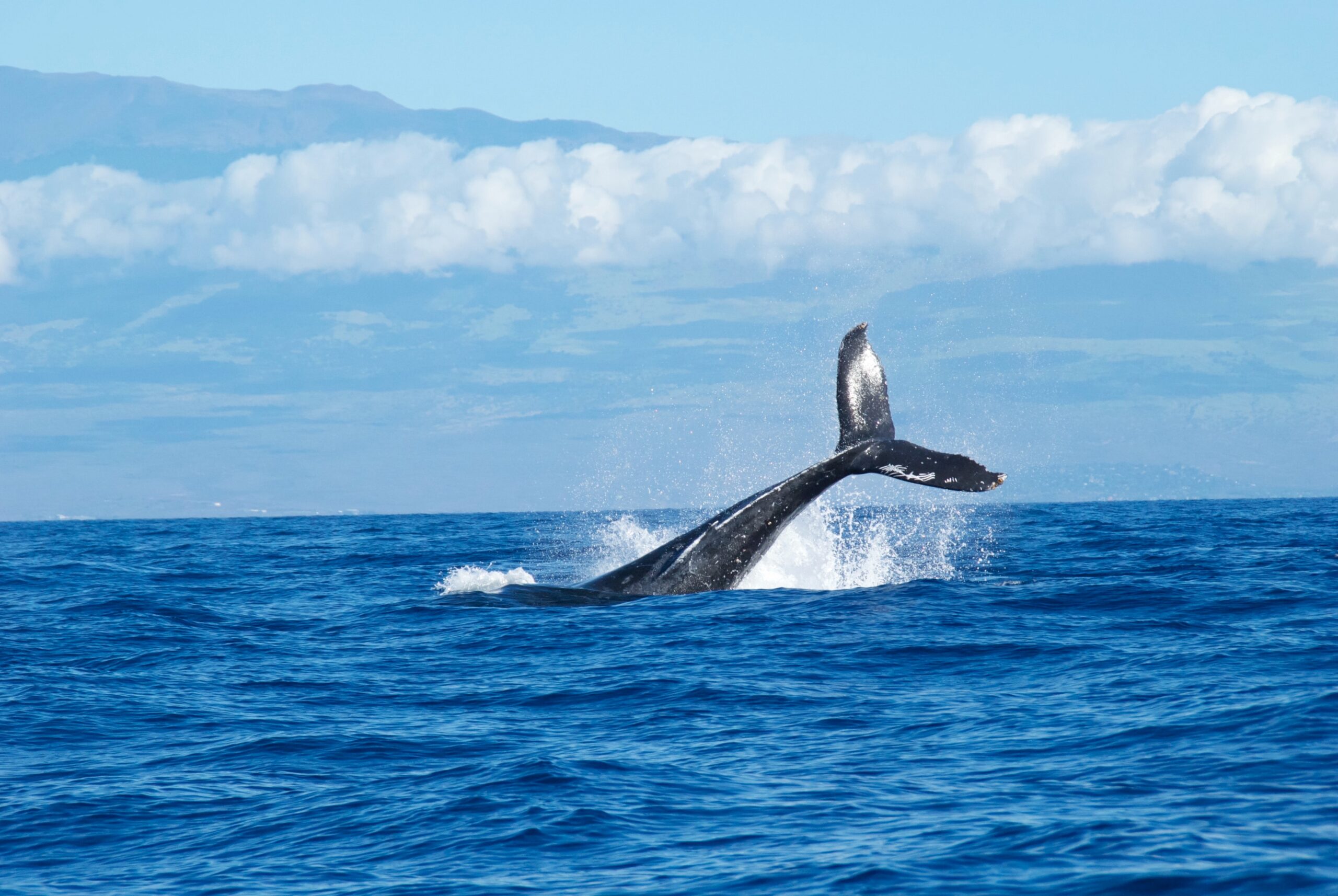 Señal bajista de Bitcoin: las ballenas aumentan el dumping