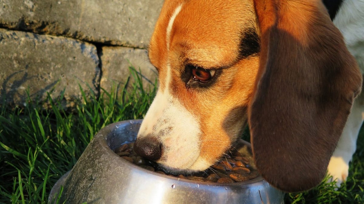 Con qué frecuencia debes alimentar a tu perro, según la ciencia