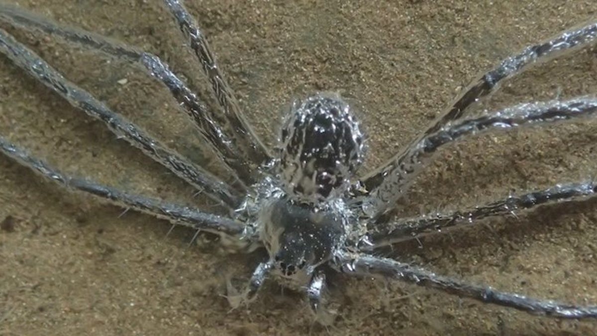 Esta araña tiene el poder de permanecer bajo el agua 30 minutos