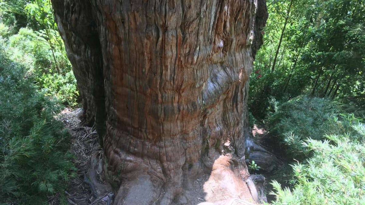 Al árbol más antiguo del mundo le ha salido un serio competidor