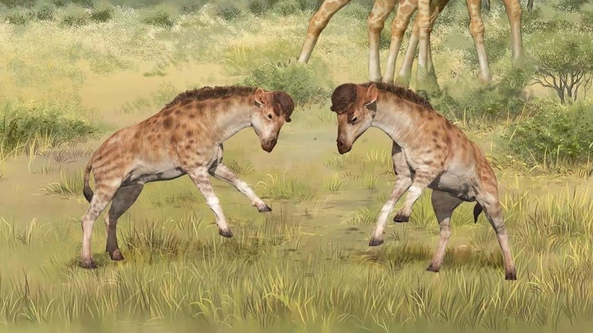 ¿Por qué las jirafas tienen el cuello tan largo? Un fósil puede tener la respuesta