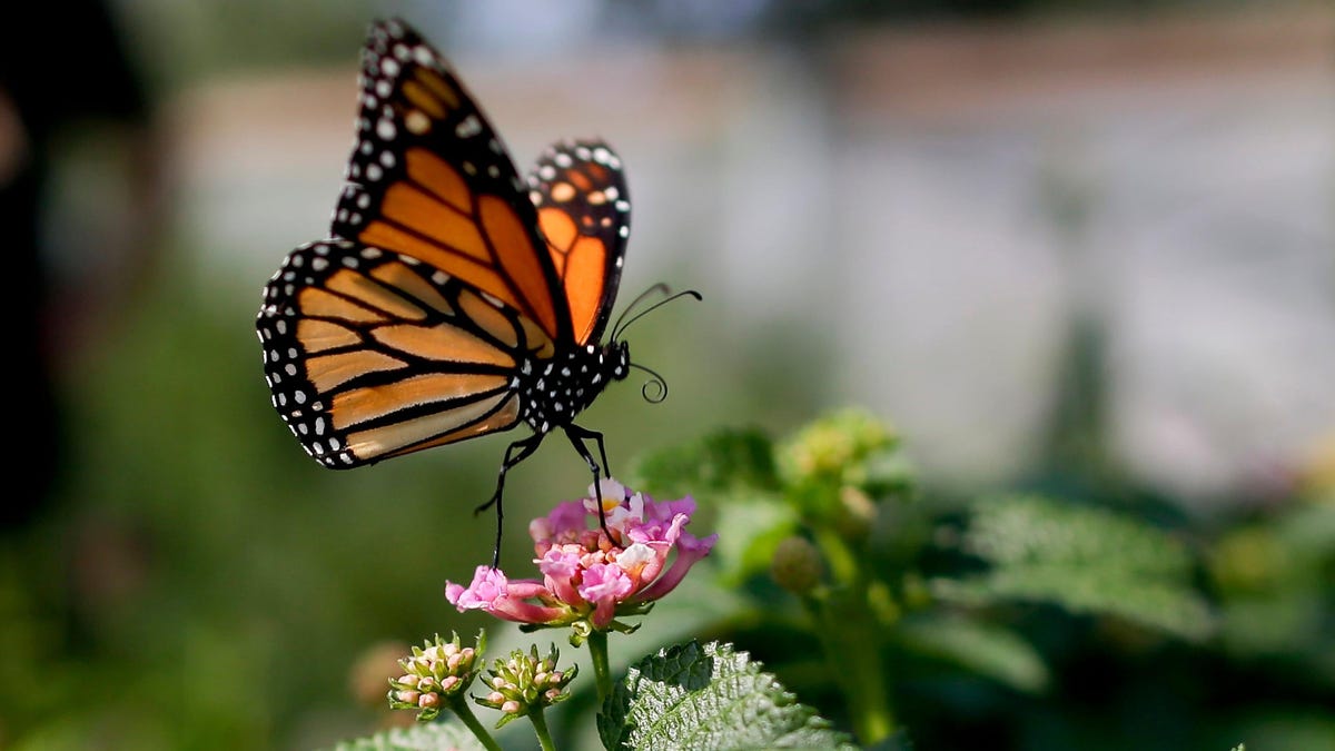 la mariposa monarca está en peligro de extinción