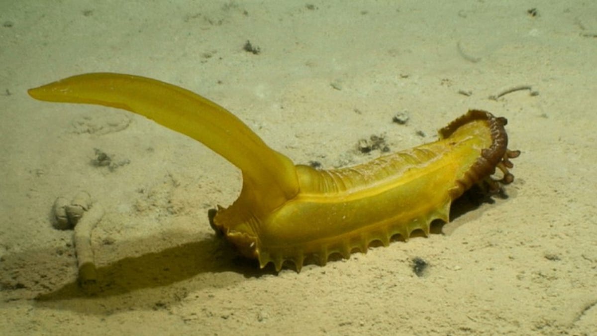 Encuentran más de 30 especies nuevas de aguas profundas