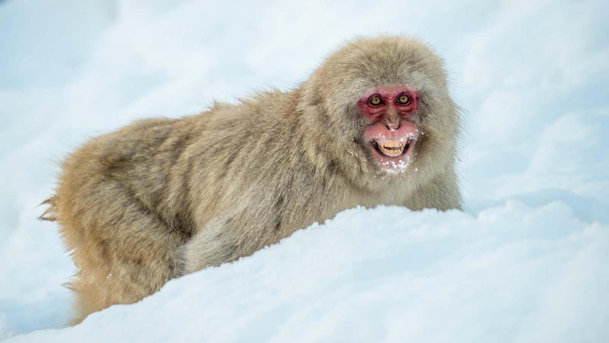 Aumentan los ataques de macacos a humanos en Japón