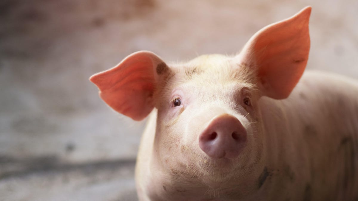 Estos cerdos estaban muertos, pero unos científicos revivieron sus células