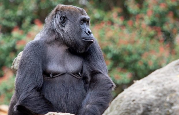 Unos gorilas han creado su propia llamada para avisar a los cuidadores del zoo