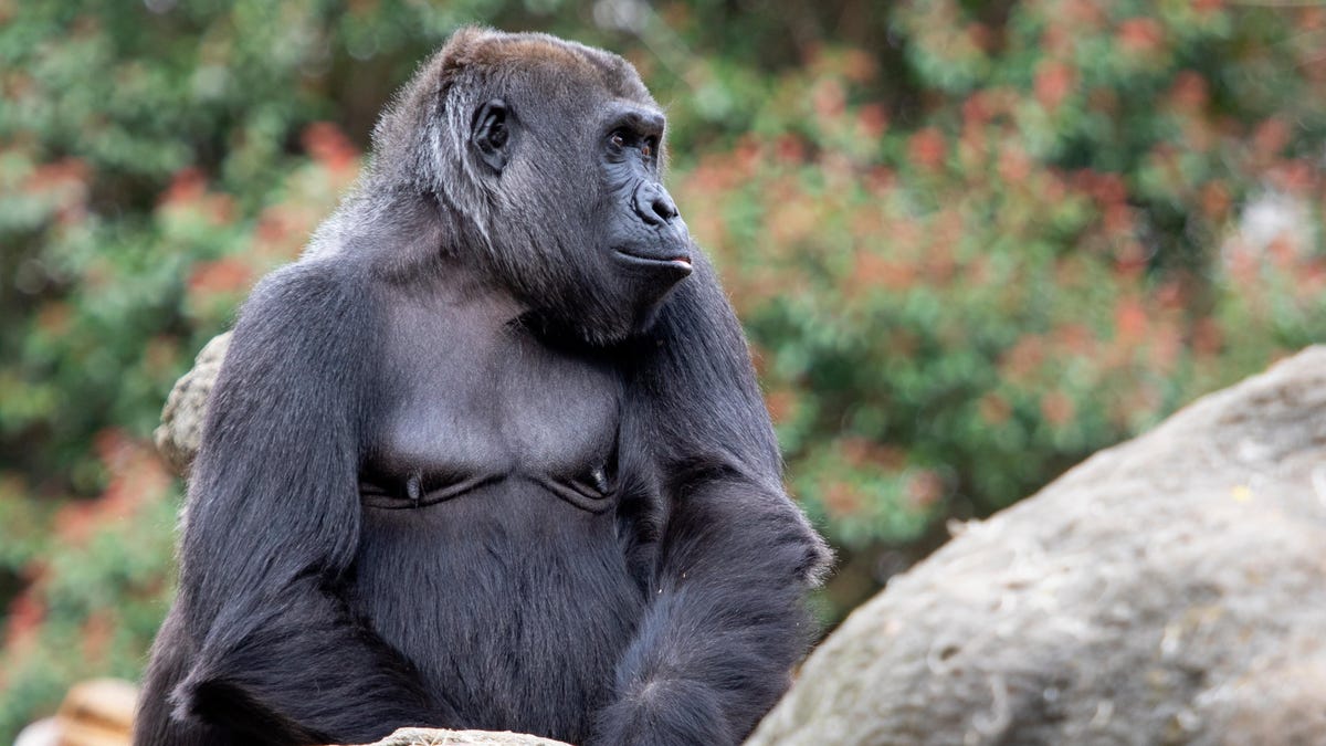 Unos gorilas han creado su propia llamada para avisar a los cuidadores del zoo
