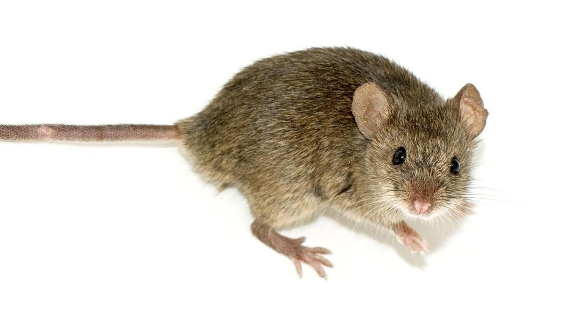 Un experimento científico logra que ratones produzcan esperma de rata