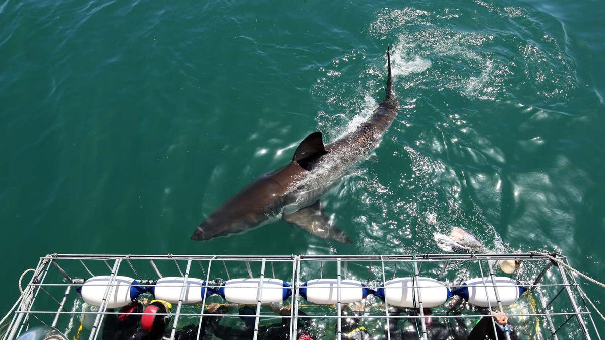 Se ofrece una rara oportunidad de conocer a un tiburón blanco