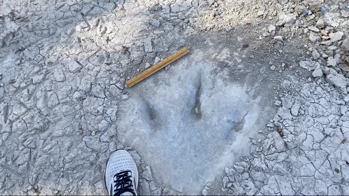 Aparecen unas increíbles huellas de dinosaurio en Texas