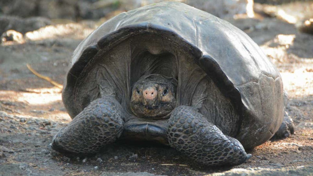 La muerte de tortugas de Galápagos apunta a los humanos