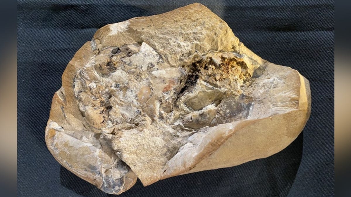 Fósil de 380 millones de años tiene el corazón más antiguo