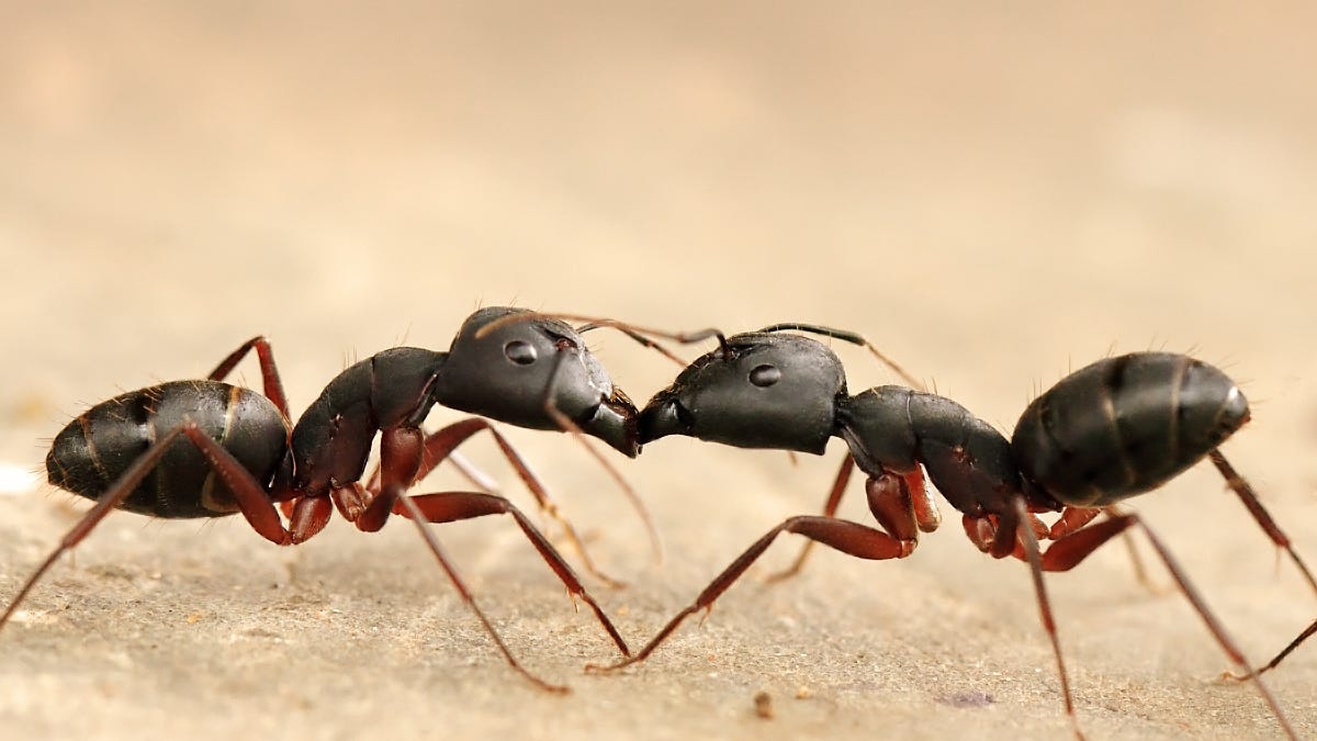 El número y el peso de todas las hormigas que hay en el mundo