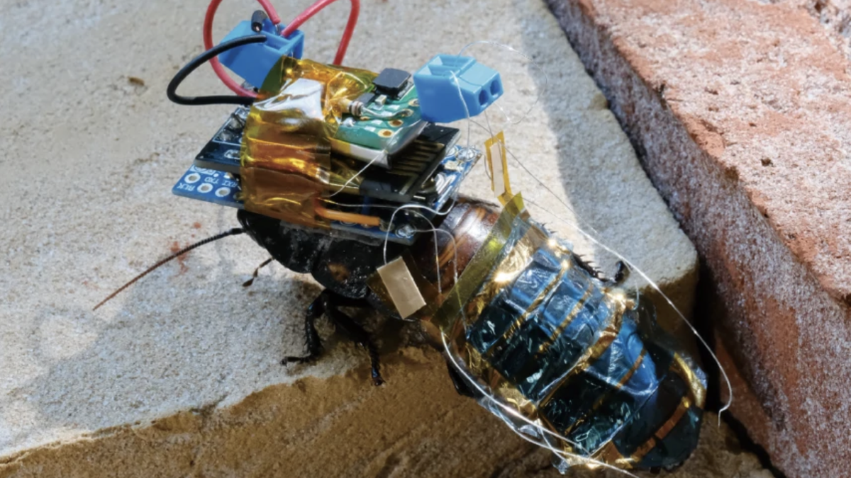 Investigadores japoneses convierten cucarachas en cyborgs para inspeccionar zonas de desastre