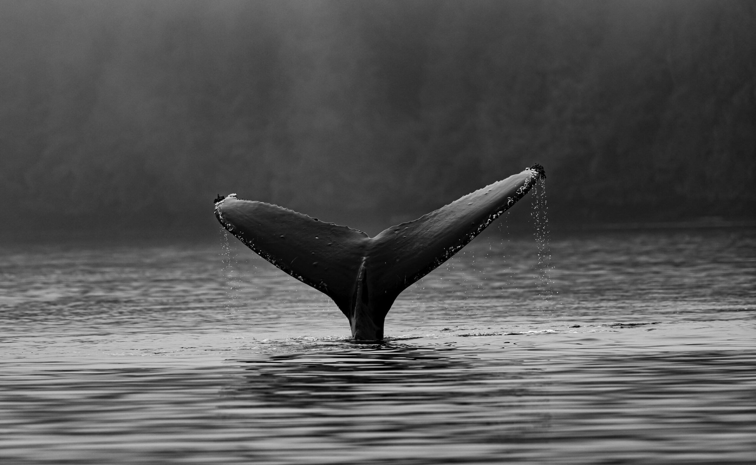Quant explica cómo se movían las ballenas antes y después de la fusión de Ethereum