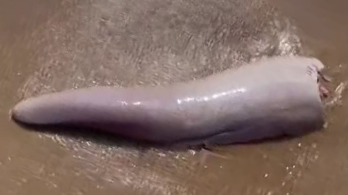 Esta criatura marina viral resultó ser un pene de ballena