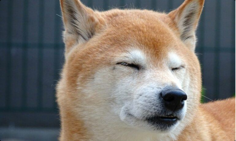 Shiba Inu en alza durante semanas