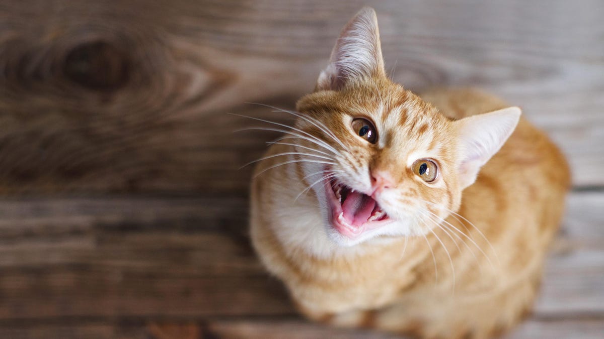 Los gatos saben exactamente cuándo le estás hablando a ellos, según un estudio