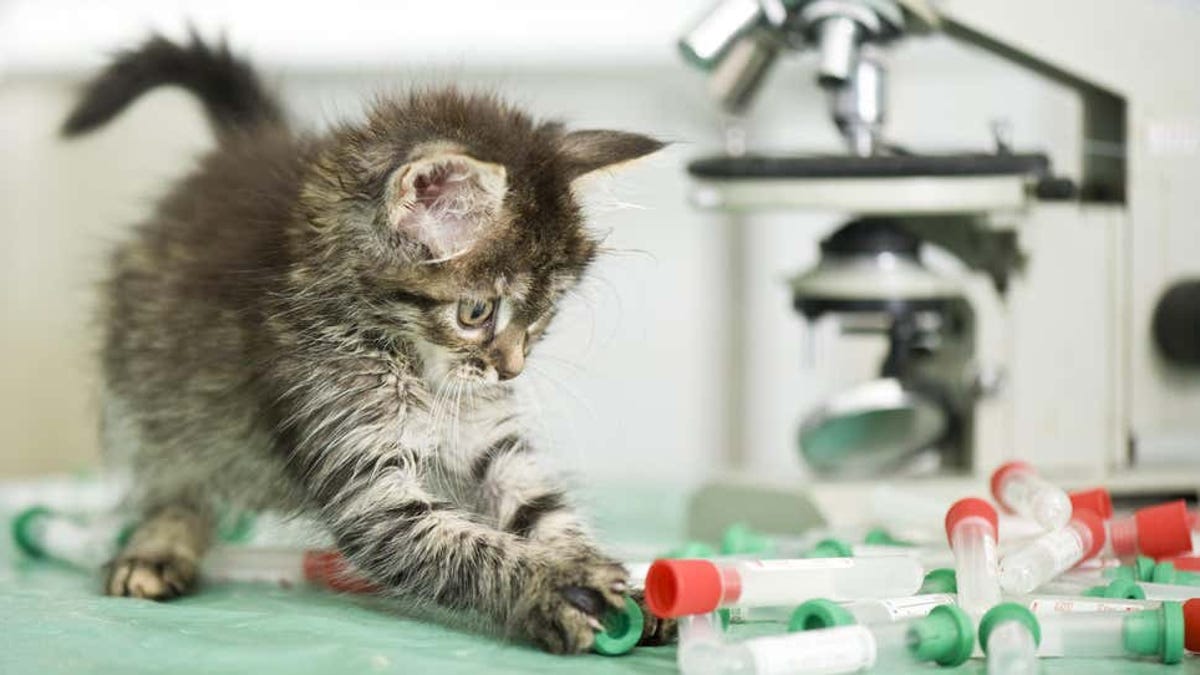 Estos investigadores quieren hablar con dueños de gatos