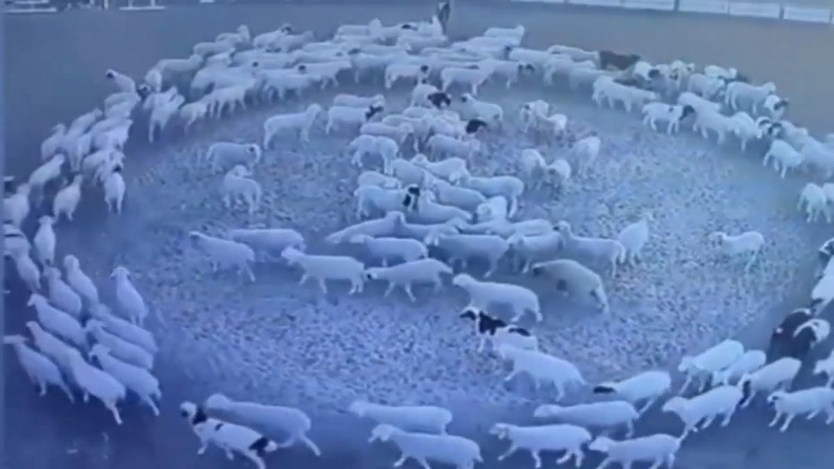 Un rebaño de ovejas lleva 10 días caminando en círculos