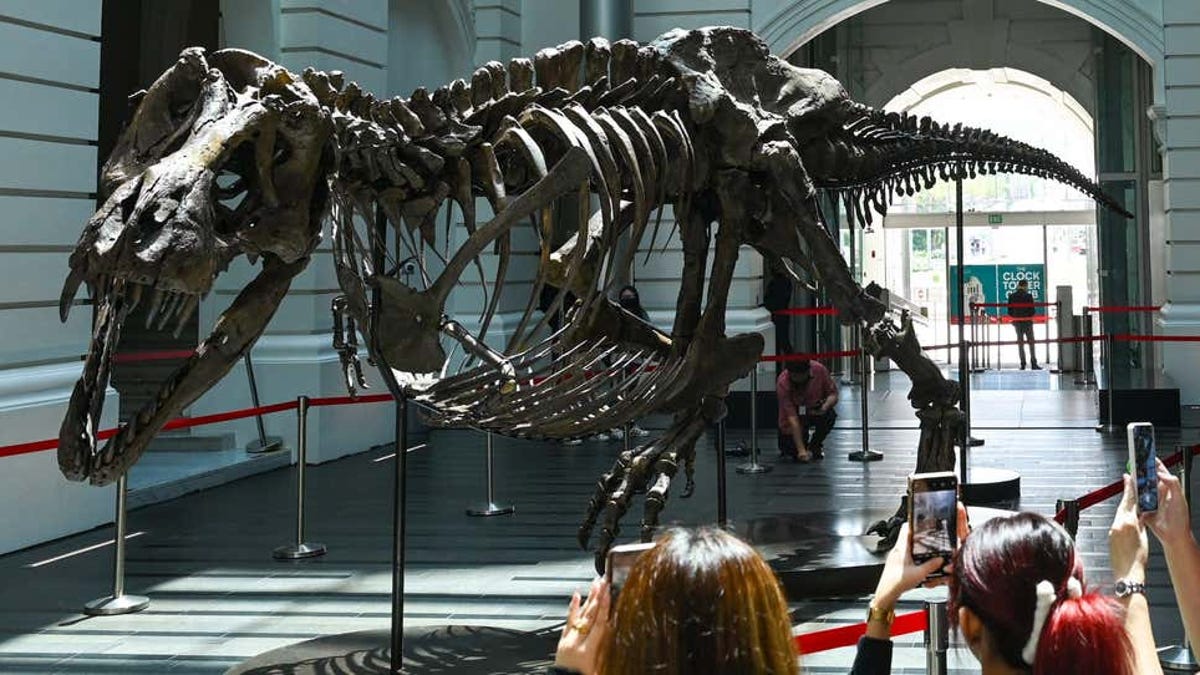 Retiran de subasta un tiranosaurio por posible falsificación