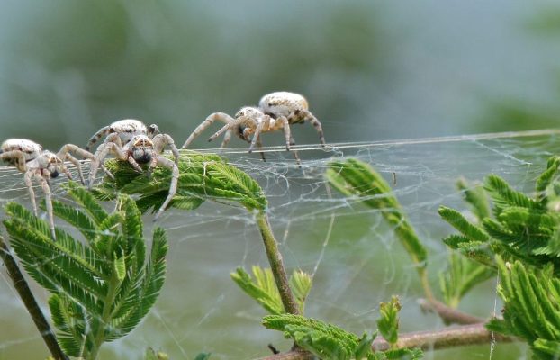 Un estudio analiza cómo están evolucionando las arañas sociales