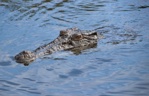Este cocodrilo vive en un río tóxico convertido en cloaca