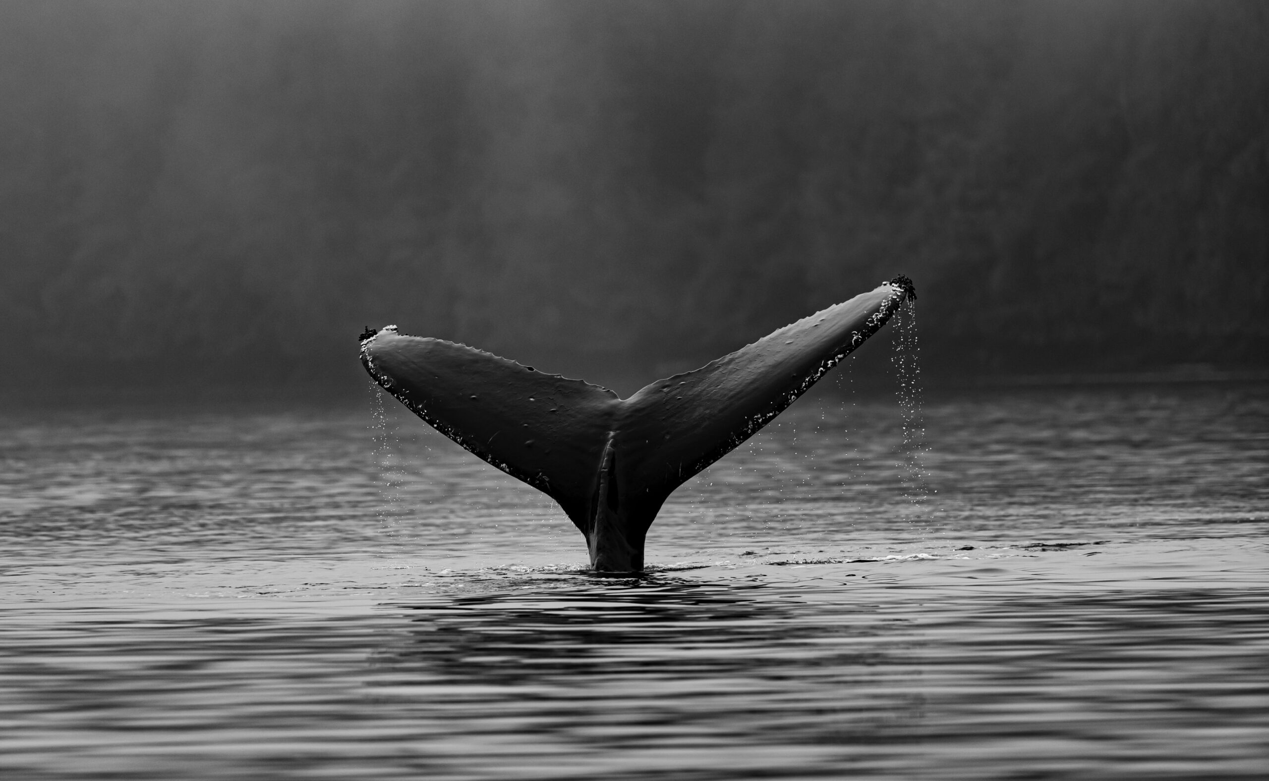 Bitcoin cae por debajo de $ 16k a medida que las ballenas más viejas muestran signos de dumping
