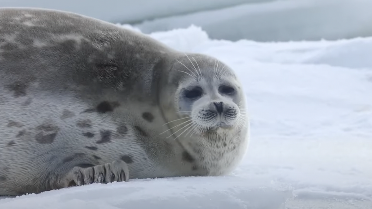 Aparecen miles de focas del Caspio muertas y nadie sabe por qué