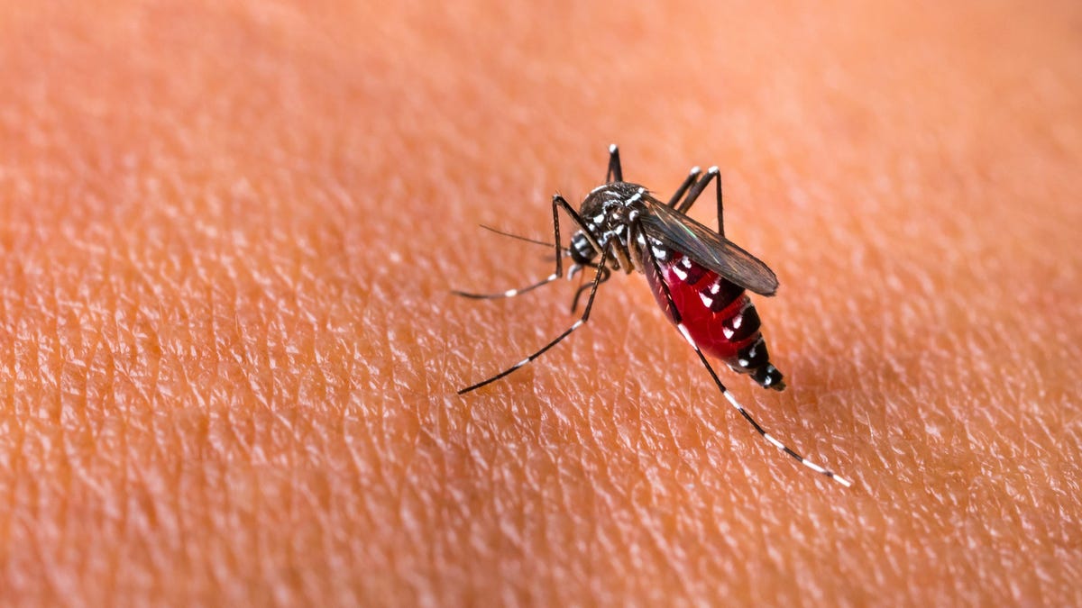 Encuentran mosquitos «super resistentes» a los insecticidas en Asia