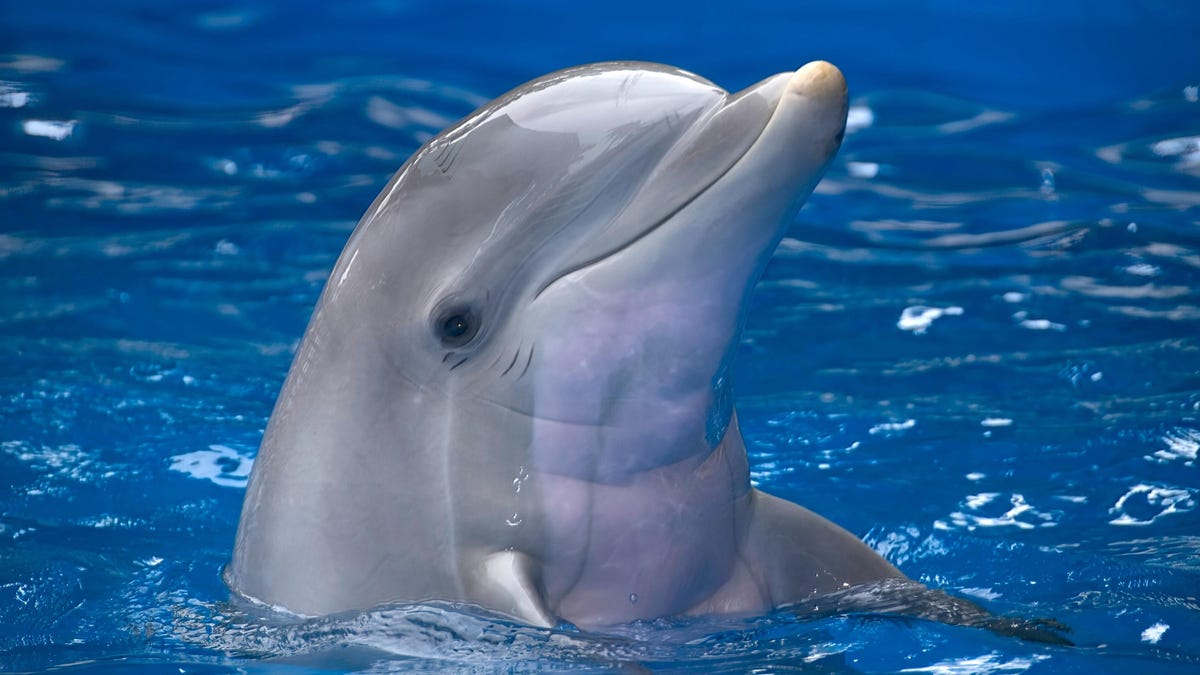 Los delfines también podrían sufrir la enfermedad de Alzheimer
