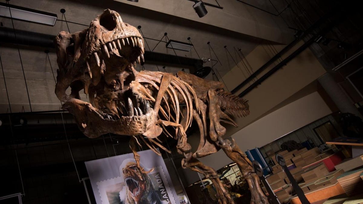 Un nuevo estudio apunta a que el T.Rex era mucho más inteligente