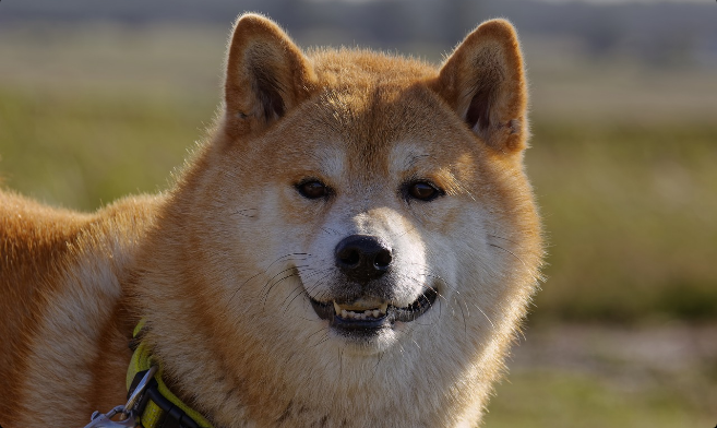 Dogecoin (DOGE) se dispara un 8%, pero esta métrica sugiere un retroceso