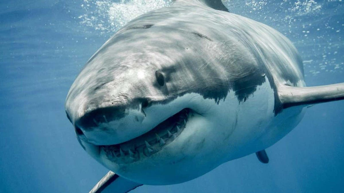 Multan a una blogger por comerse un gran tiburón blanco