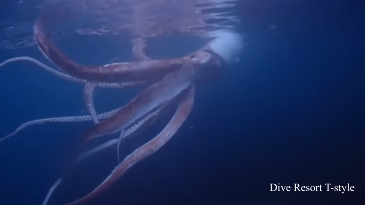 Graban a un calamar gigante nadando frente a la costa de Japón