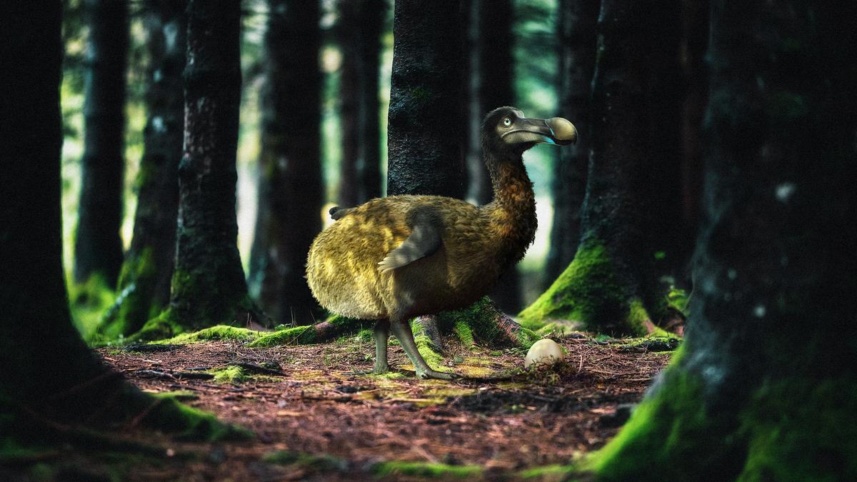 Una empresa de genética quiere resucitar al Dodo