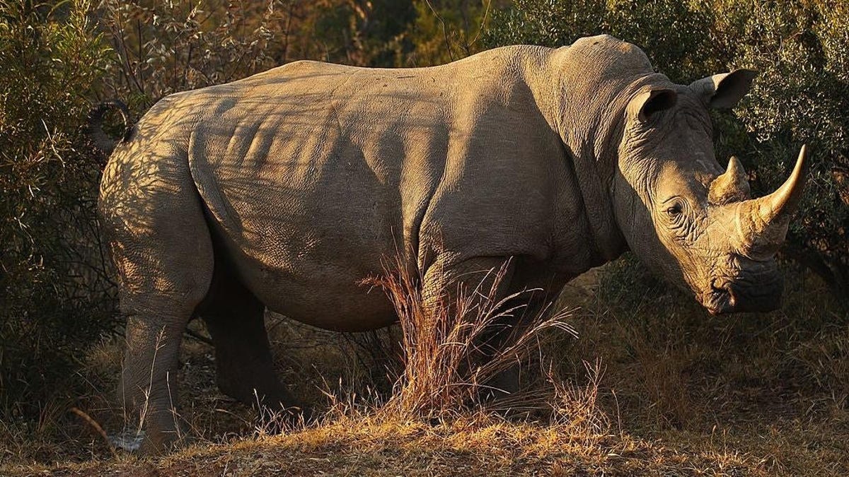 Matan a tiros a un rinoceronte blanco un día después de su llegada a un zoo de Florida