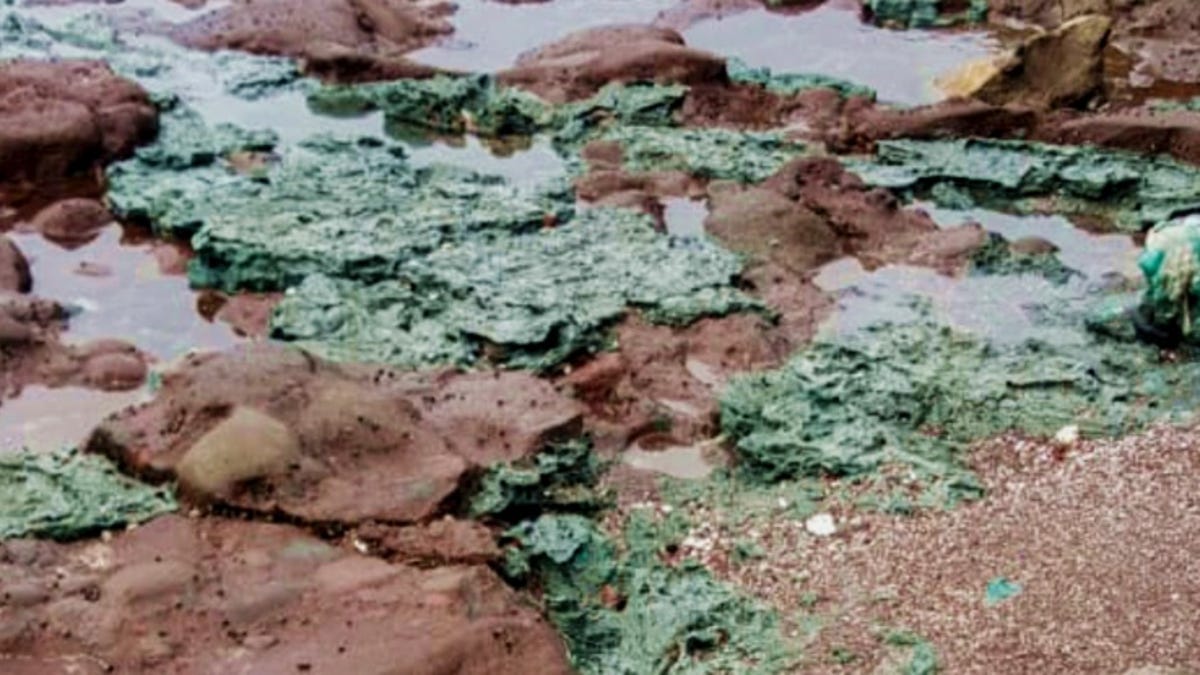 Descubren rocas de plástico emergiendo en una remota isla