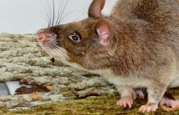 El truco de las ratas gigantes africanas para dejar de procrear
