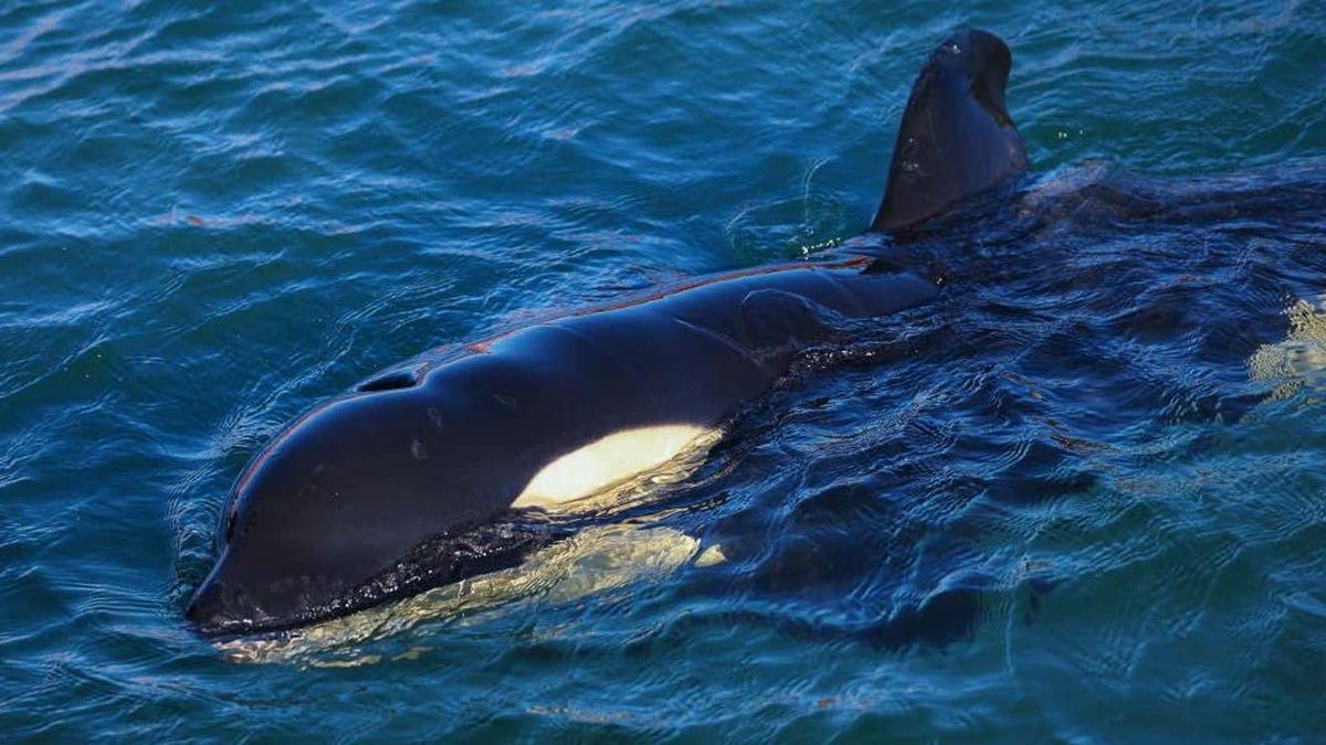 Orcas están atacando embarcaciones en la costa española
