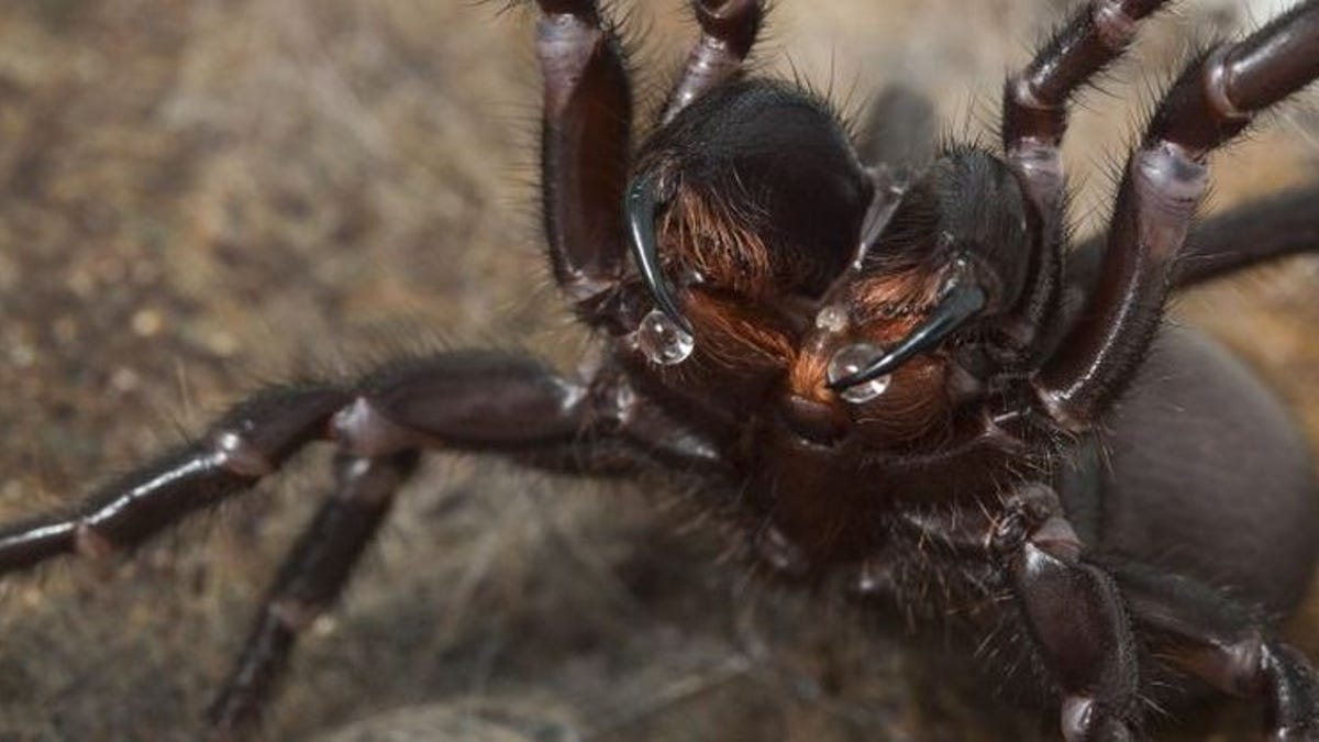 La araña más letal modifica su veneno según su estado de ánimo