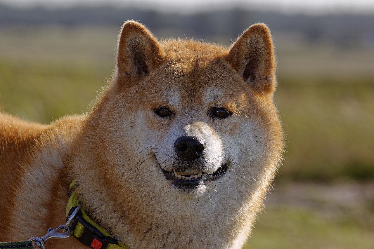 La quema de Shiba Inu (SHIB) continúa mientras la comunidad destruye 3 mil millones de tokens en una semana