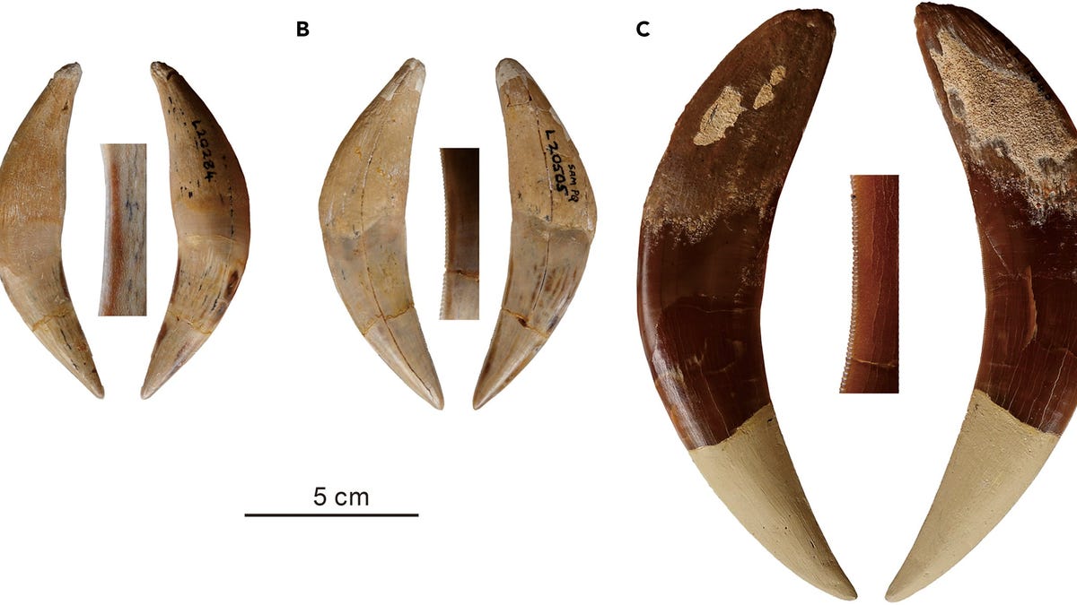 Unos fósiles llevan al descubrimiento de dos especies de tigres dientes de sable