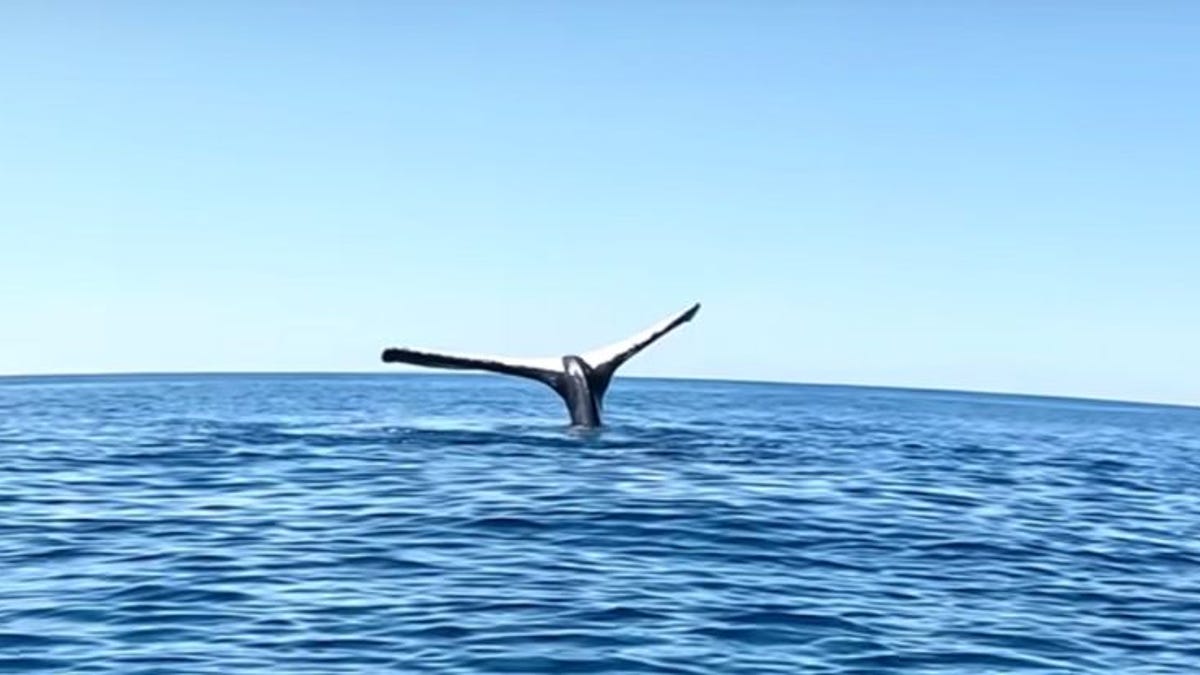 Australiano que filma a una ballena “aparentemente” congelada