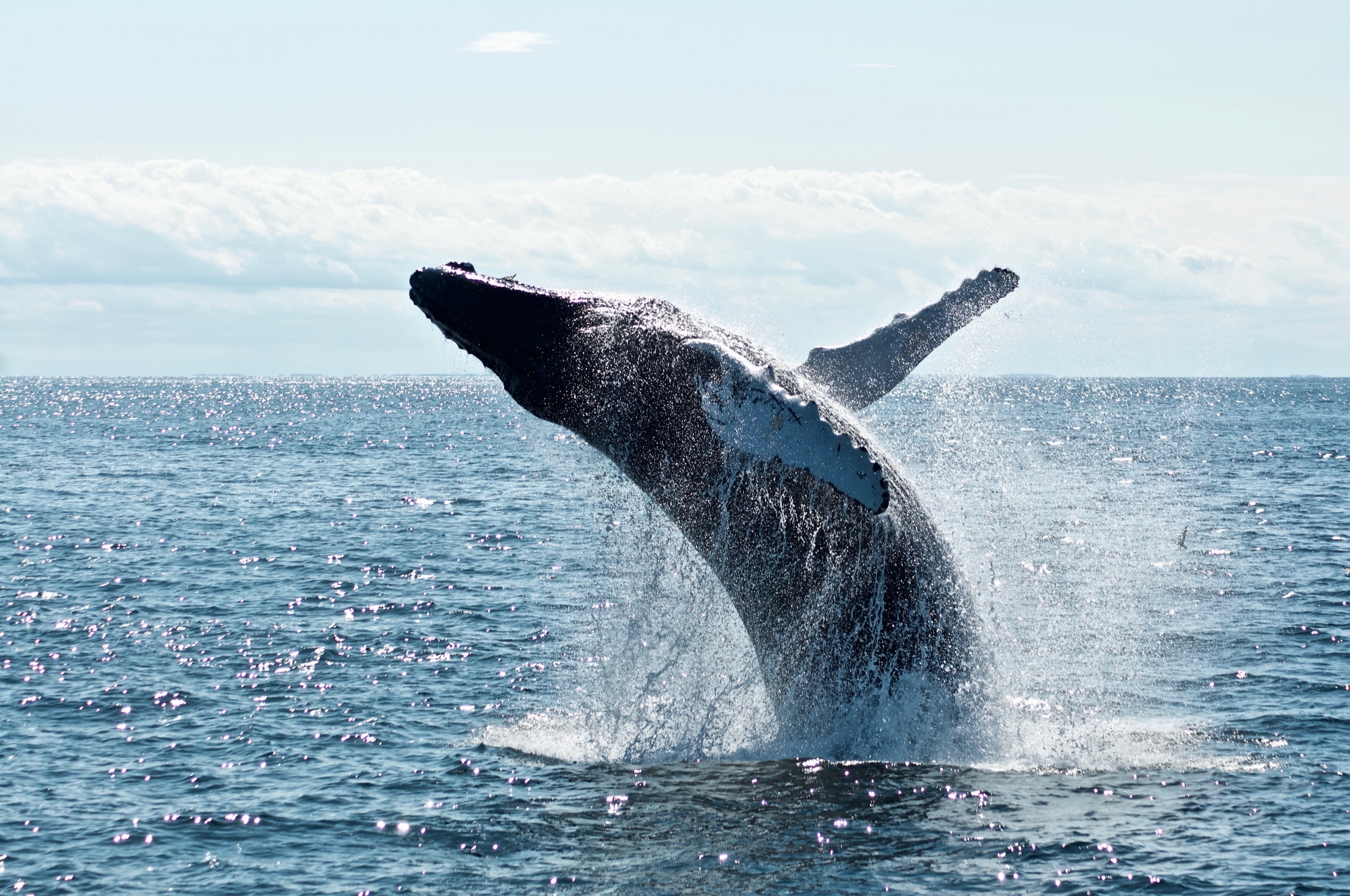 ¿Comprar el chapuzón?  La actividad de las ballenas Shiba Inu aumenta a medida que el precio disminuye casi un 10%